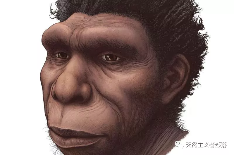 命名人类祖先的新物种