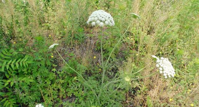 滞胀 听着名字害怕，老农说，这对男人有好处，有人种植它来赚15元一斤
