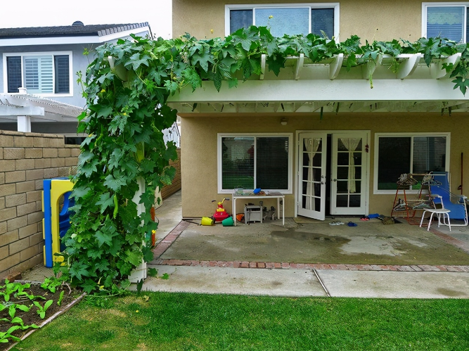 |“穷装”还能这么好看？她家院子光秃秃的，只需这几步就“琳琅满目”了