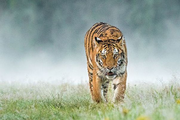 惊艳我年少时光|生肖虎：横财积德行善一再上门，要什么样的赚钱机遇都有