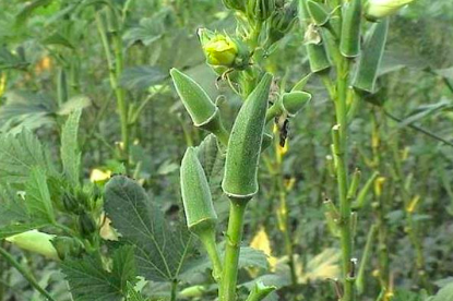 天天听健康|菜市场里的“绿色人参”被发现！医生透露：糖尿病人稳定控制血糖，这1物可常吃