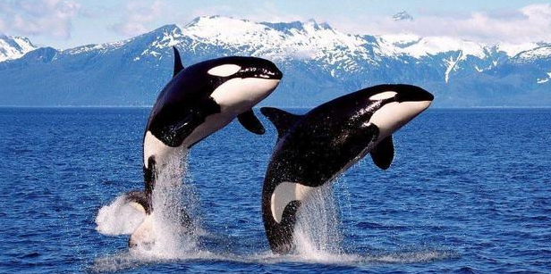 真正的海王——虎鲸