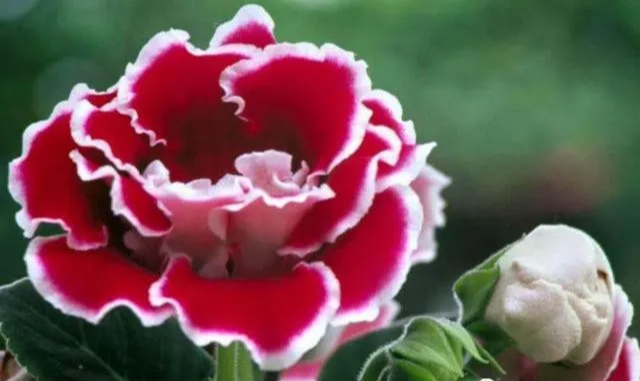 玄何风水|抓住好运尾巴，年岁越大，钱财越多的生肖