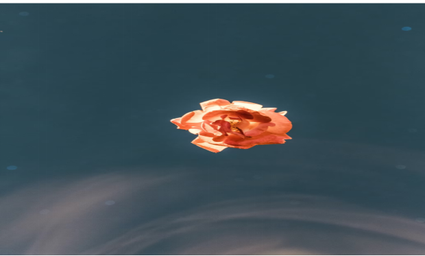 折枝花 总为自己找借口，善于逃脱、易耍赖的星座