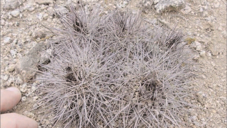 细说龙爪球属（第三十三季 虎须玉-克布拉德 ）