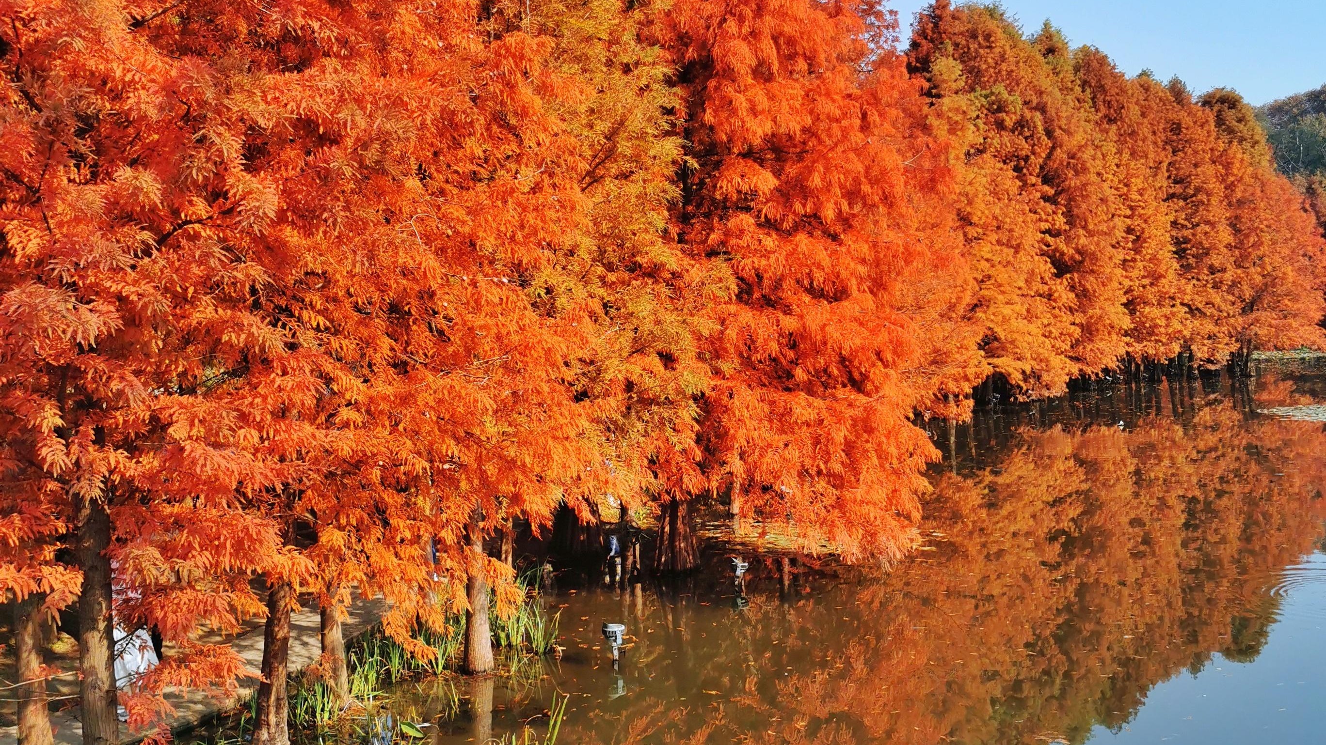 温泉|初冬时分，带你打卡南京梅花湖惊艳的落羽杉