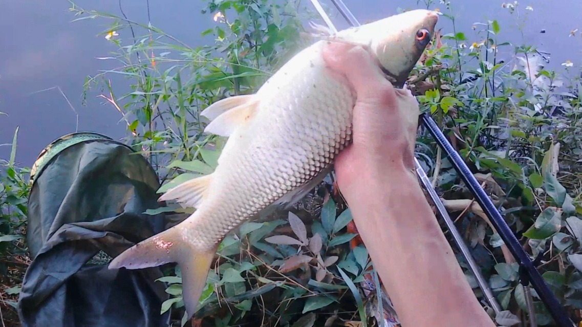 酱油|很多钓鱼人不知的十秒聚鱼打窝配方