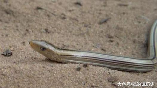 世界上唯一和蛇长的一模一样，可却不是蛇的动物，现已濒临灭绝