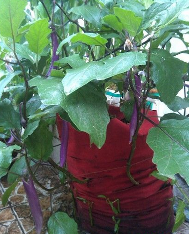 利用废旧地毯和烂袋子种菜够全家吃1年，我家也准备这样种！