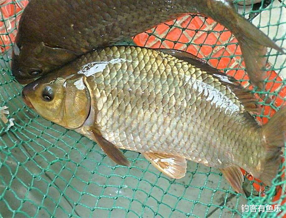 饵料|为什么野钓时很少有人抽窝?在什么情况下才适合开散炮抽窝?