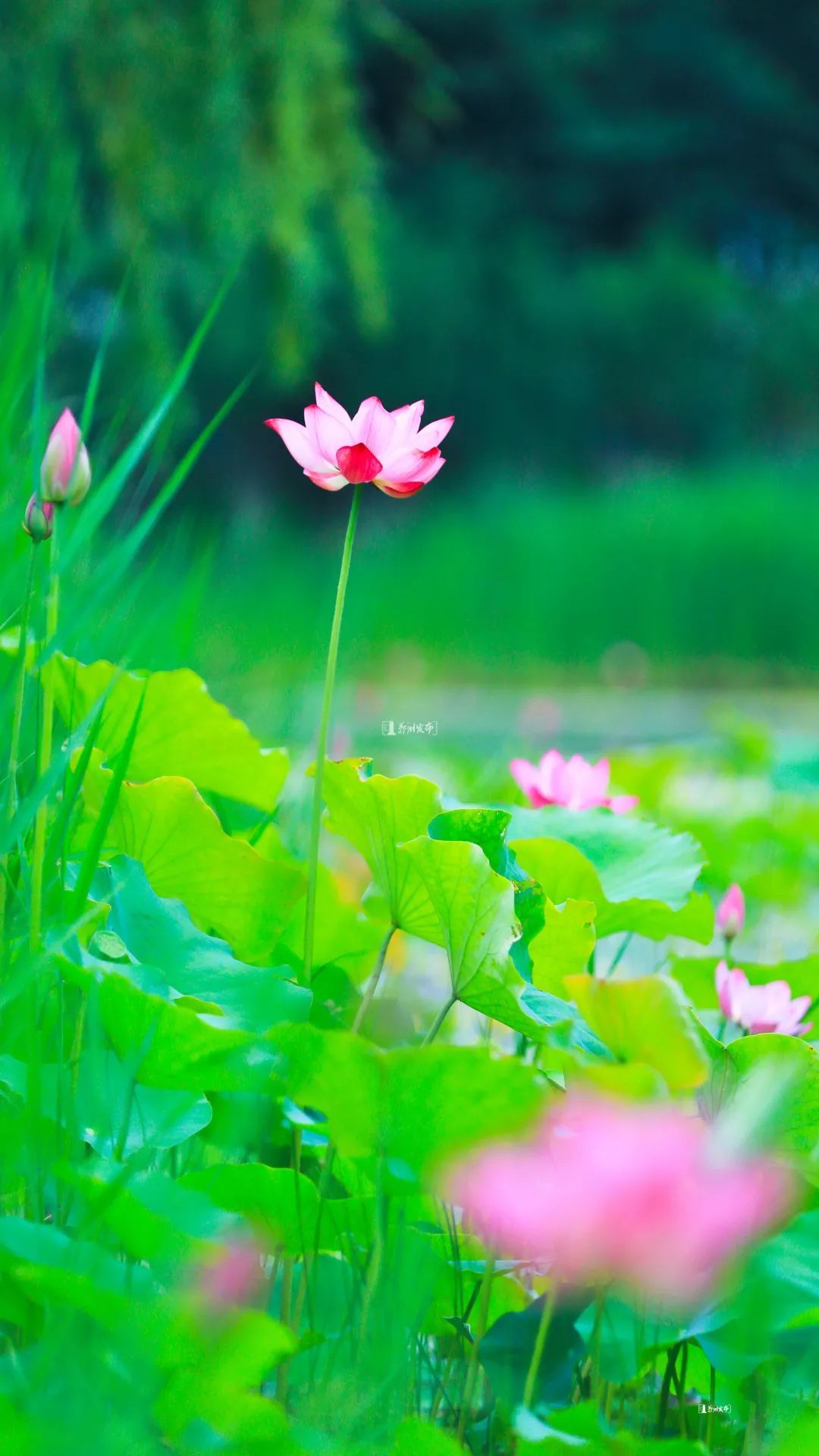 路人甲|漫步林荫小道，看夏花烂漫