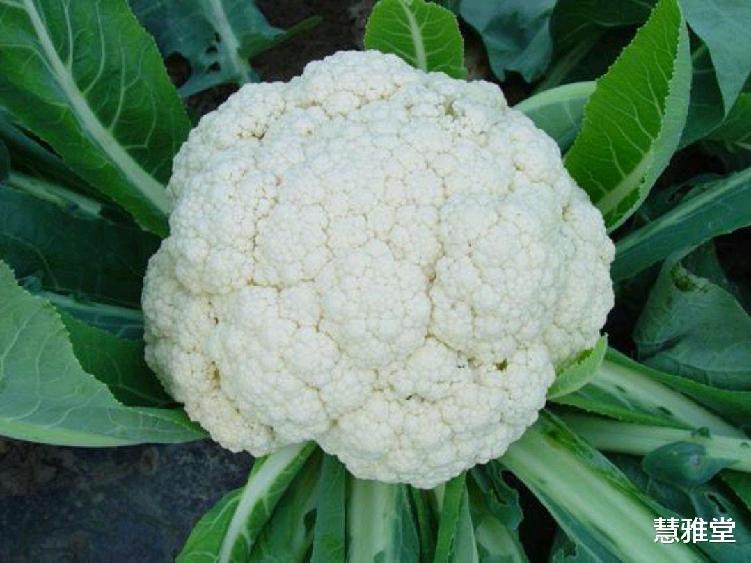 佛系|素食中也有“嘌呤大户”，尿酸高的人，怎么吃？3类素食尽量别碰