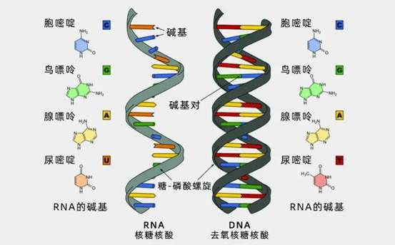 达安科普：病毒如何发生变异？新冠核酸快速检测助力关口防控！