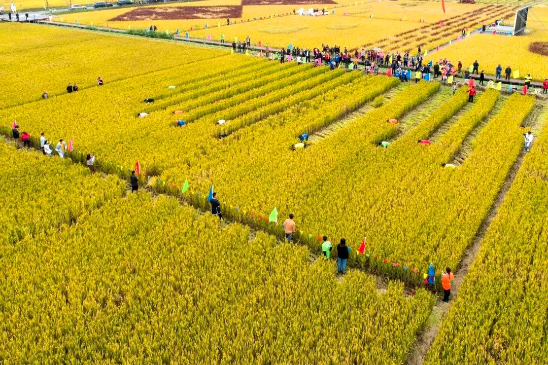 桐乡|假期去哪玩?桐乡这条旅游线路向全国推介!