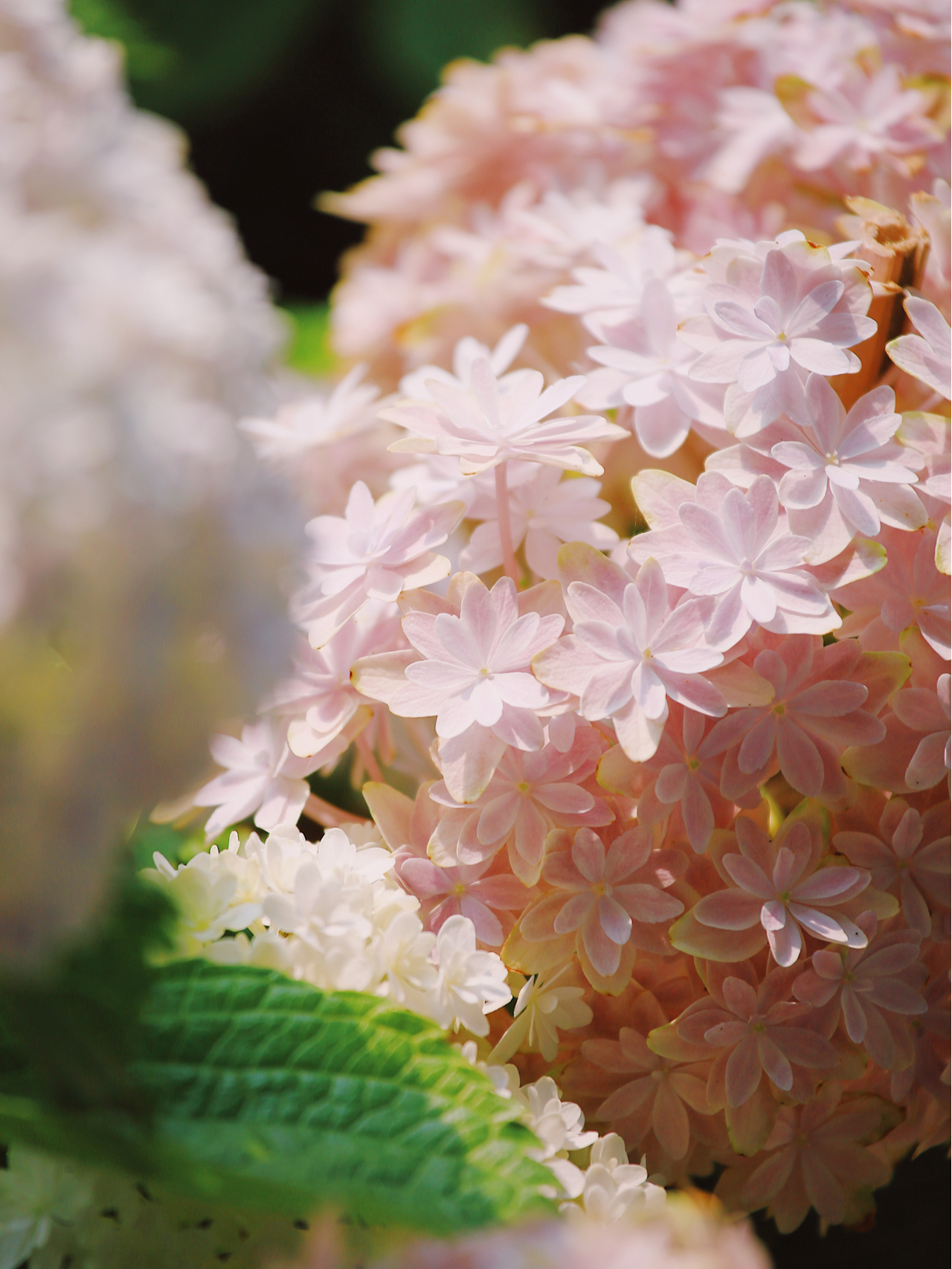 阳台造园：教你在有限的空间内，打造出错落有致的精致小花园