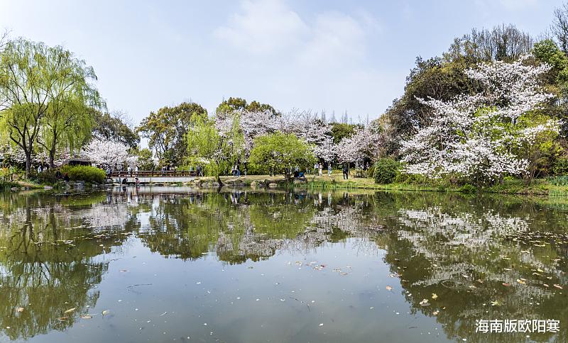 |又见樱花盛开时