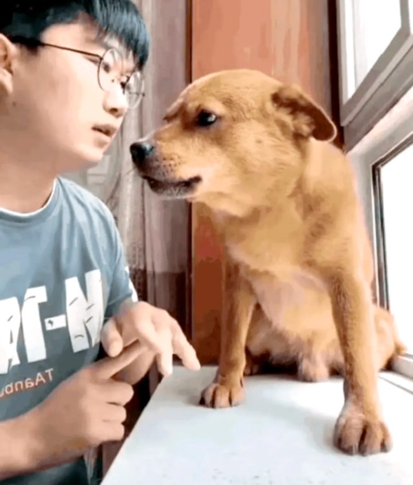 “小胖科学家”事件:在“驯化”和“虐待”之间,远非一根针的事
