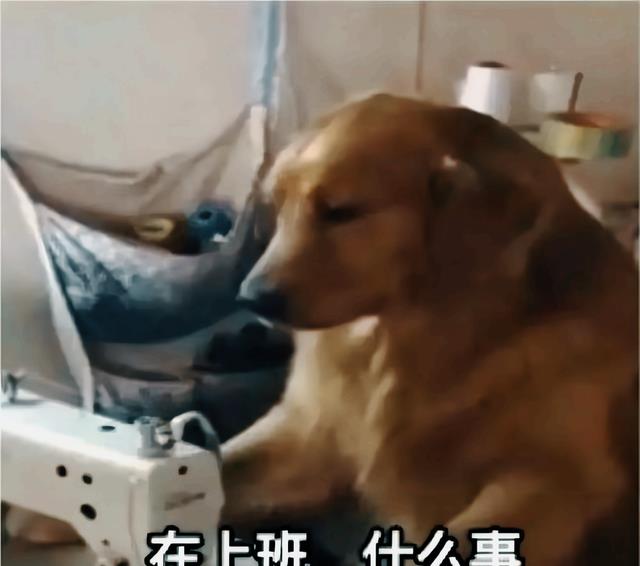 知乎|知乎10万高赞:“月薪2万,单休,每天工作12小时,你愿意吗?”