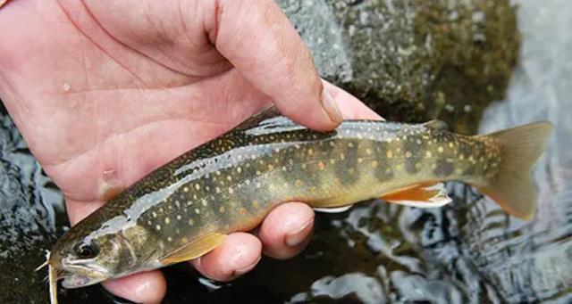 京杭大运河|长白山天池里到底有没有鱼？为什么？