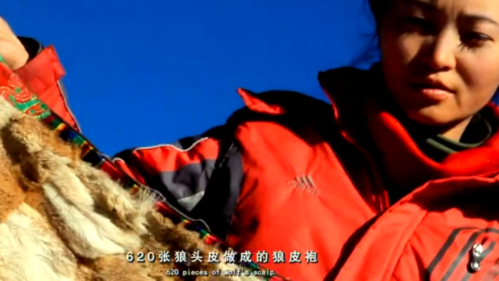 |“中国第一狼女”李微漪：12年前养狼当“儿子”，结局催人泪下