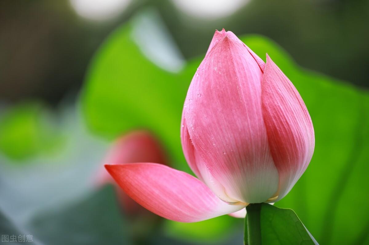 荷花|郭进拴|故乡的抱玉河