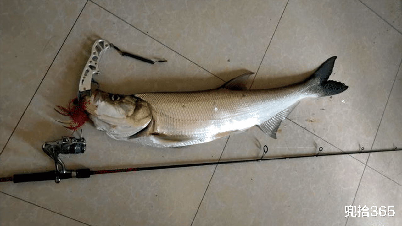 |男子人生第一次垂钓，罕见收获了米级翘嘴，网友：从此走上不归路