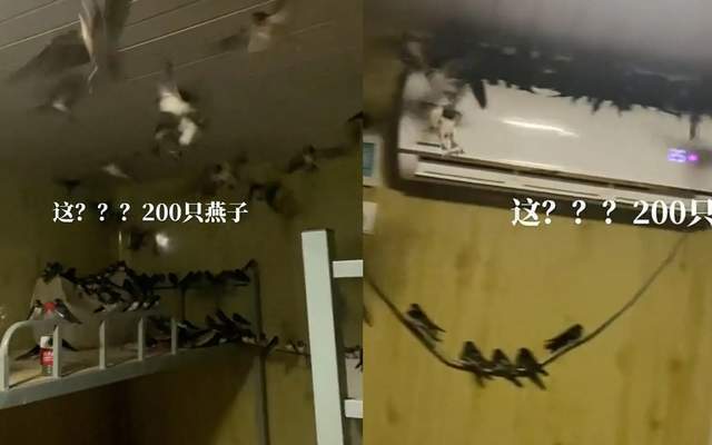 上百只燕子屋内不肯离去,男子为其开空调取暖,怎么不飞回南方?