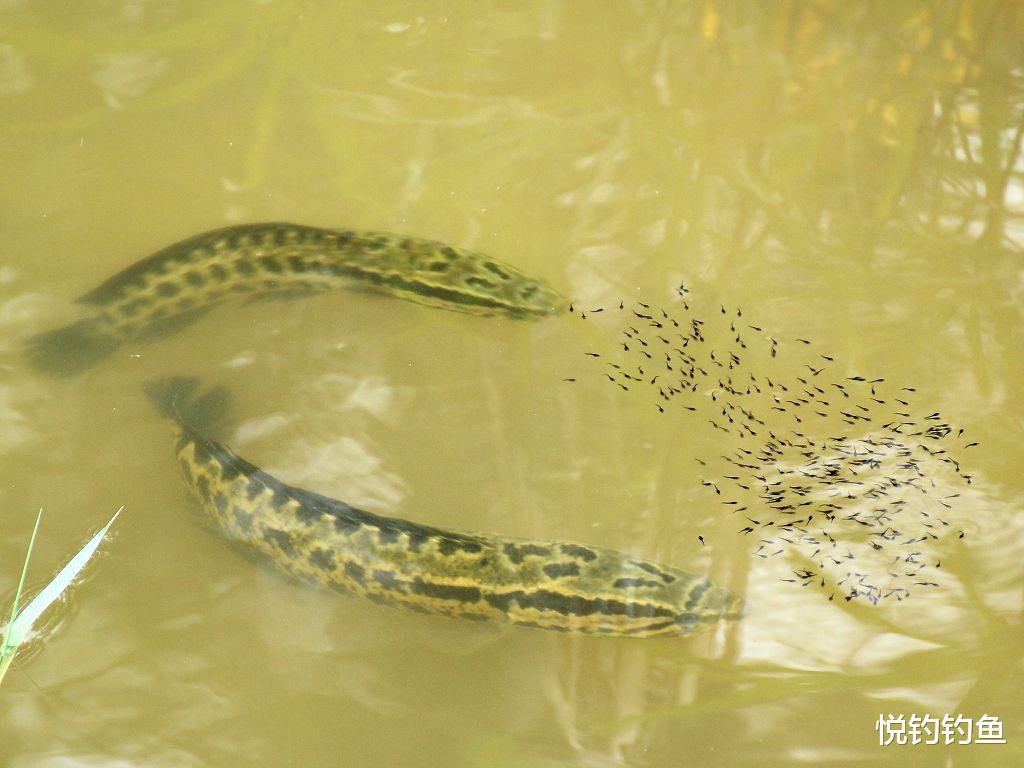 大板|这真不是我吹,我能无钩钓鱼,大家伙儿信不信?