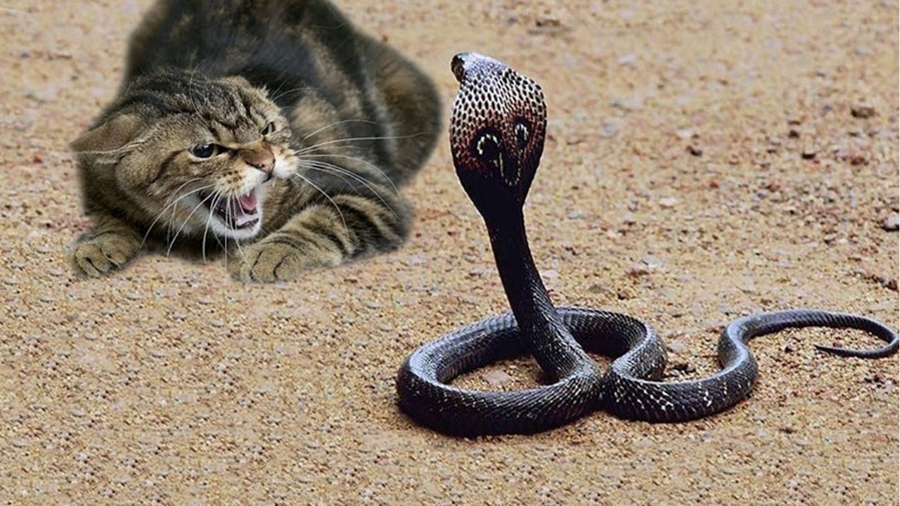 猫遇到了蛇会抓住吃掉吗