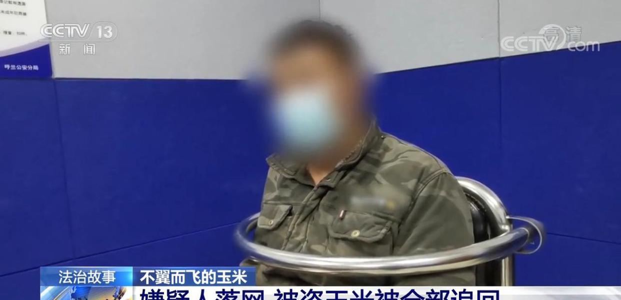 黑龙江哈尔滨,农民10万斤待收玉米一夜之间被盗,警方快速破案
