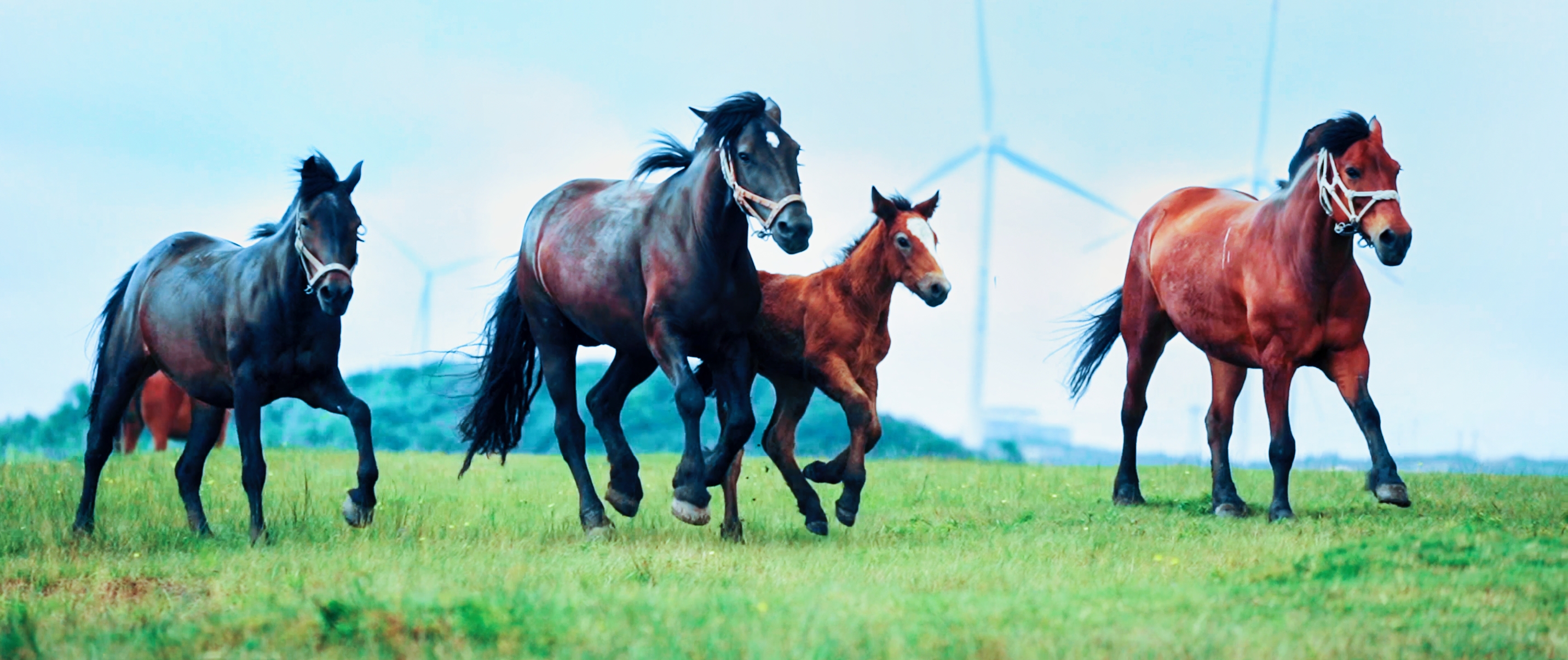 丽江|值得一去的宝藏小众景点【龙里油画大草原】