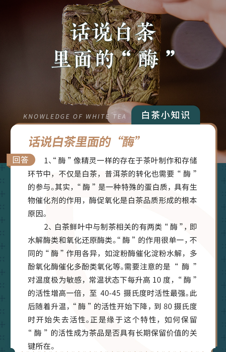 话说白茶里面的“酶”