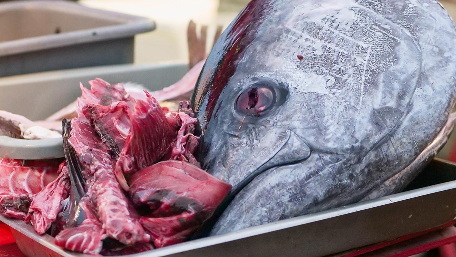 当自身化作动物身