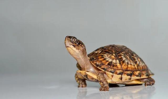 乌龟成为科学家们的噩梦,为何?堪称进化论的终极bug