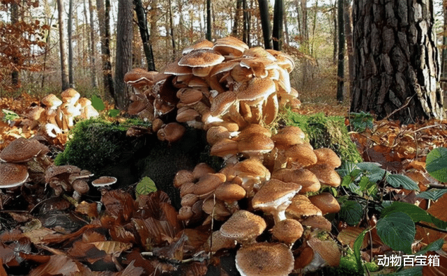 4500岁高龄!长达180公里!世界上最大的生物被发现,它究竟是什么?