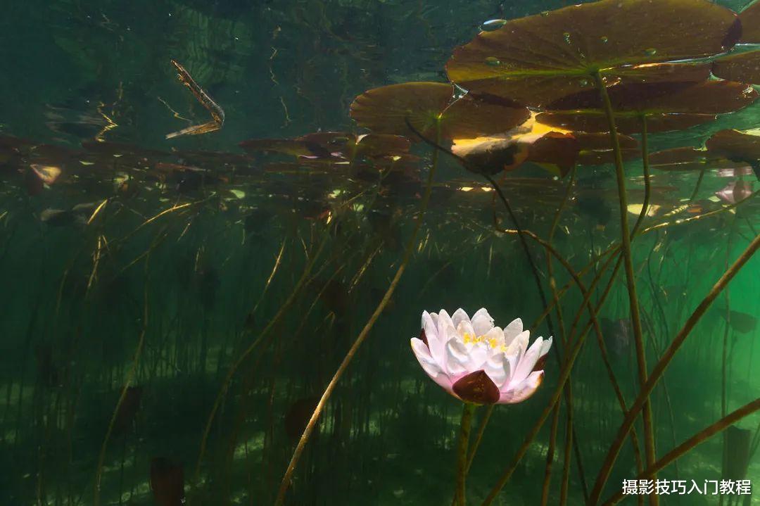 拍荷花,你有想过在水里拍吗?摄影师带你领略不一样的水下莲花
