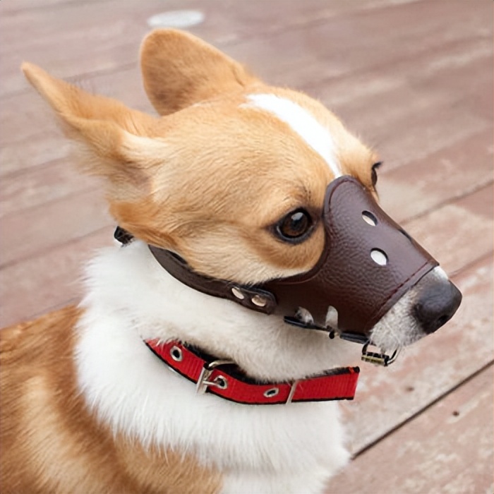 训练狗狗需要哪些器具？8种宠物犬训练用品