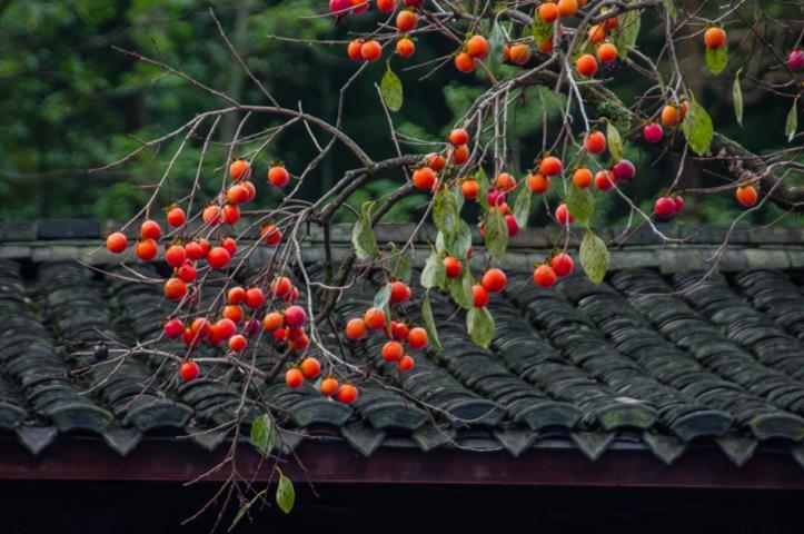 灵山|宁波自驾游攻略,不可错过的沿途六大美景,让你开启一场赏秋之旅