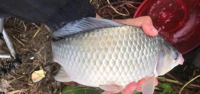 |钓了几条鱼后就没动静了，新手要补窝，老钓友却这样做