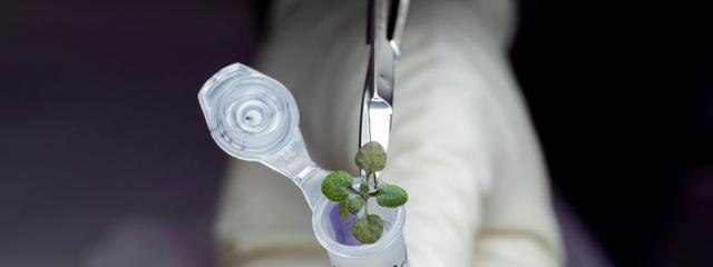 人类“月球殖民”的第一步?科学家在月壤中,培育出第一株植物!