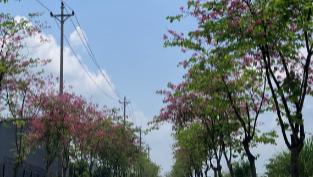 我像雪糕一样融化在这个正午