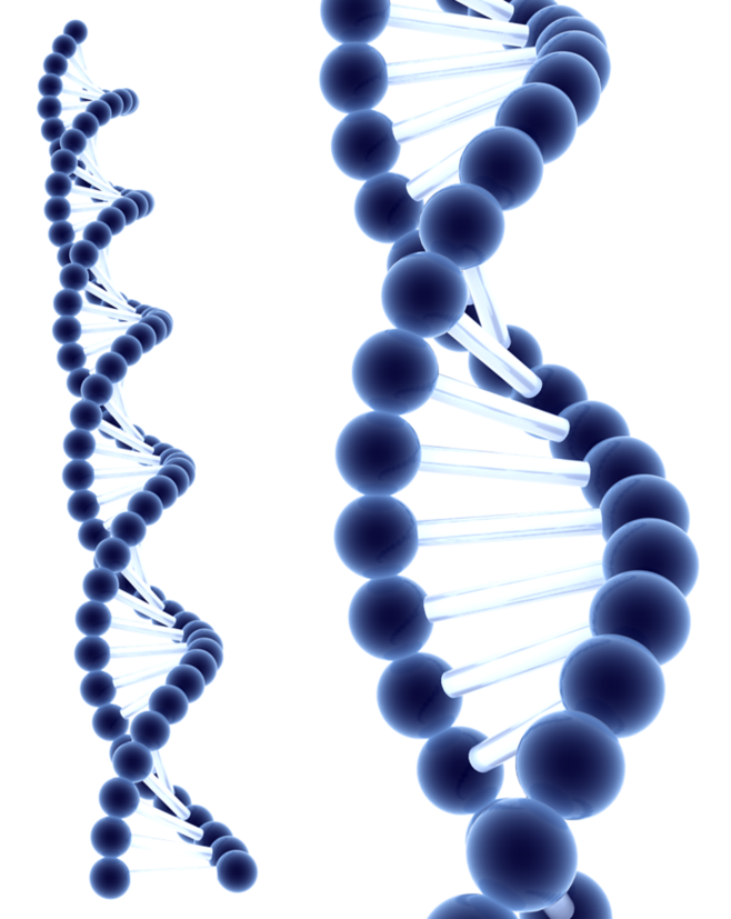 科学家创造出了首个“百毒不侵”的生命体,未来人类也能做到吗?