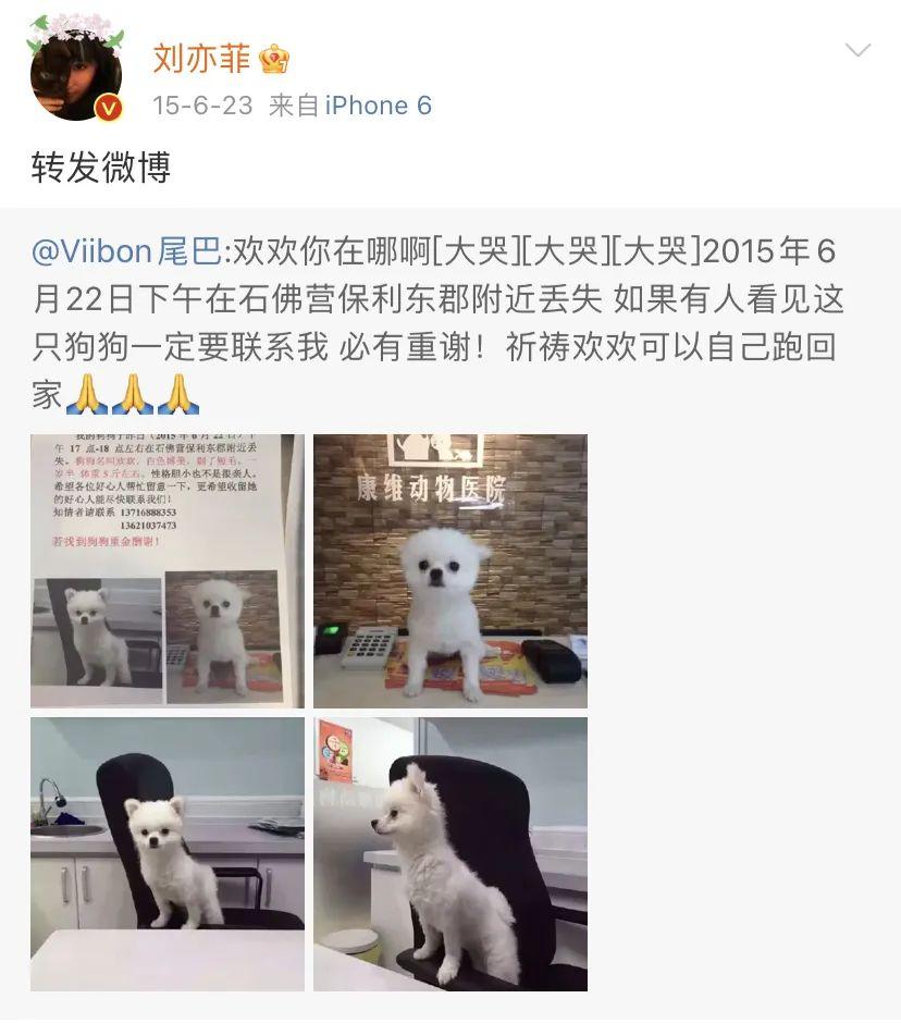 刘亦菲|神仙姐姐刘亦菲捡了11年流浪猫,如今她的千万豪宅里养了50只猫