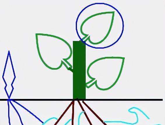 云南发现近危级珍稀植物水晶兰,不需要光合作用,靠真菌吸收养分
