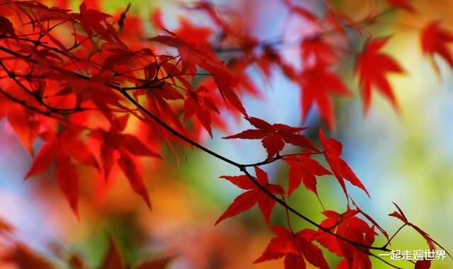 喀纳斯|中国四大最美秋色：2个在南方，2个在北方