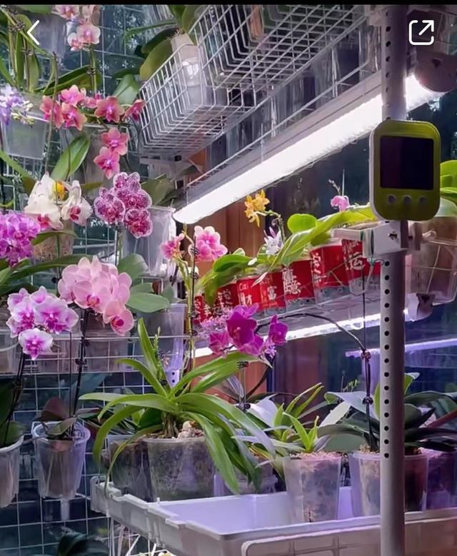 发现一江苏小姐姐,把蝴蝶兰“养好了”,网友直呼“太美了”