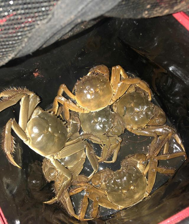 苏州|河道大闸蟹泛滥？上海钓友河道夜钓，钓起许多大闸蟹来