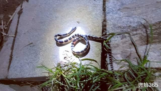 草鱼|男子夜钓遇“亚洲一哥”,救了钓友也吓坏自己,网友:因果报应