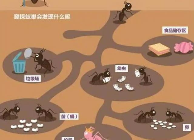 “蚂蚁可能是下一个高级文明”是真的吗?为什么呢?