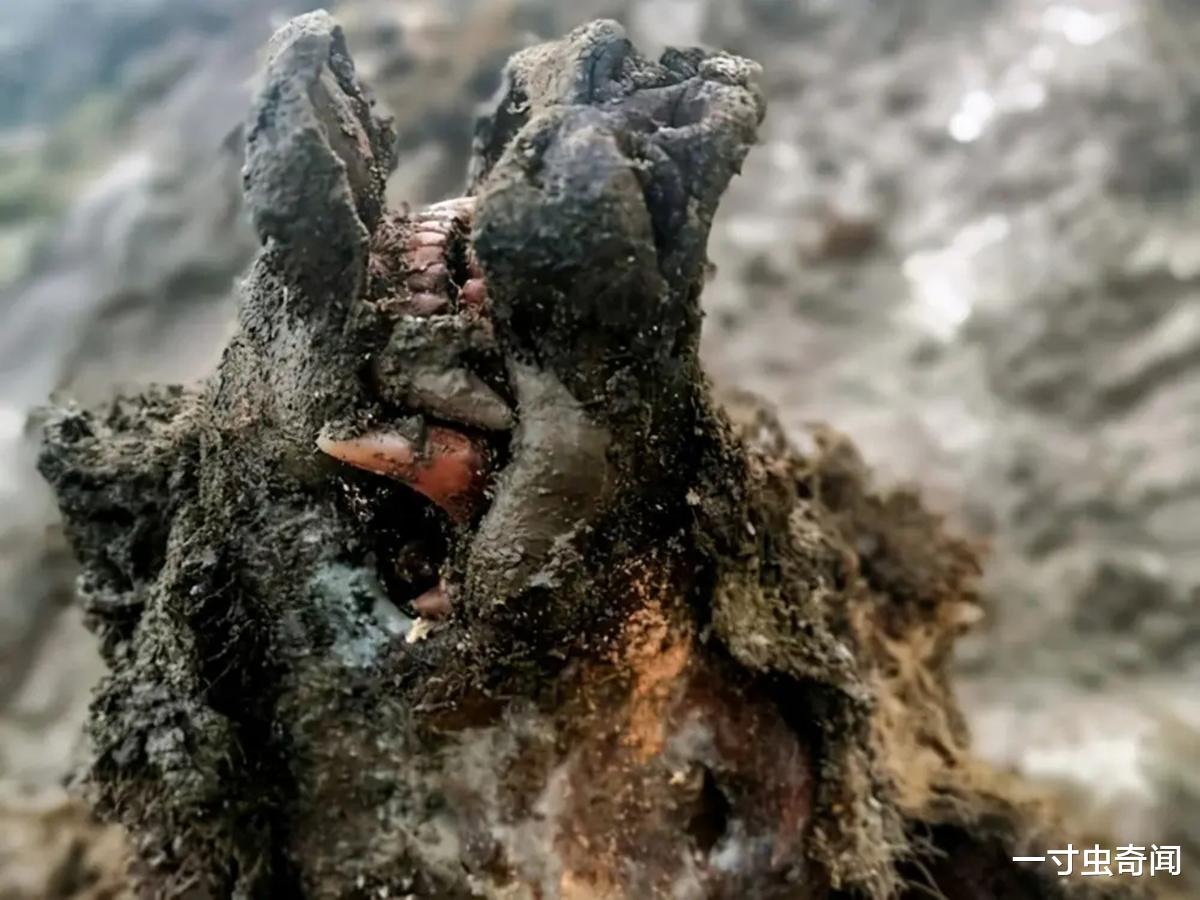 潘多拉魔盒已开启:冻土消融,炭疽爆发,病毒复活,人类何去何从